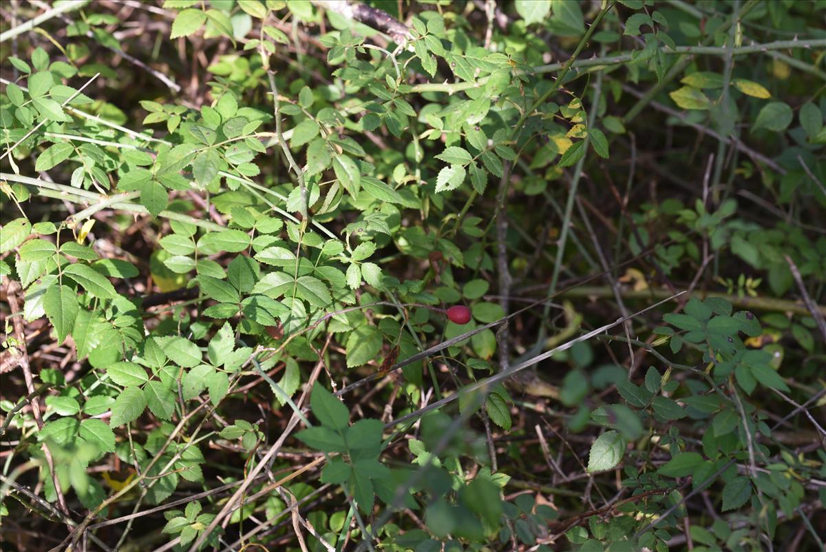 Rosa arvensis (door Jan Klinckenberg)
